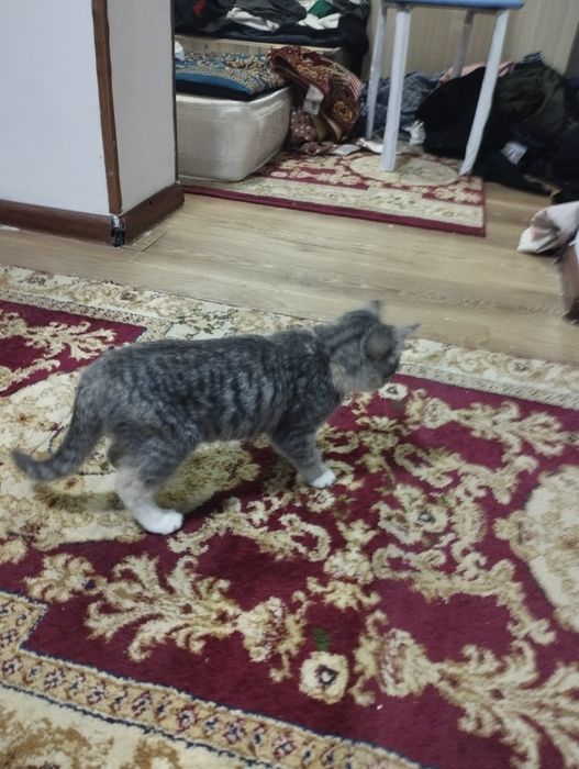 Mushuk 4 oyli sotiladi