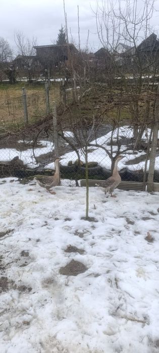 Vând rațe si gaște