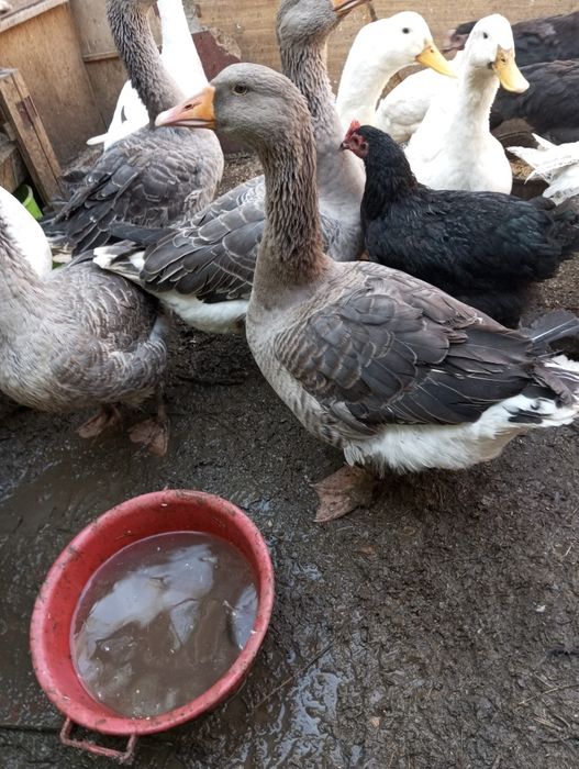 Гуси  на продажу