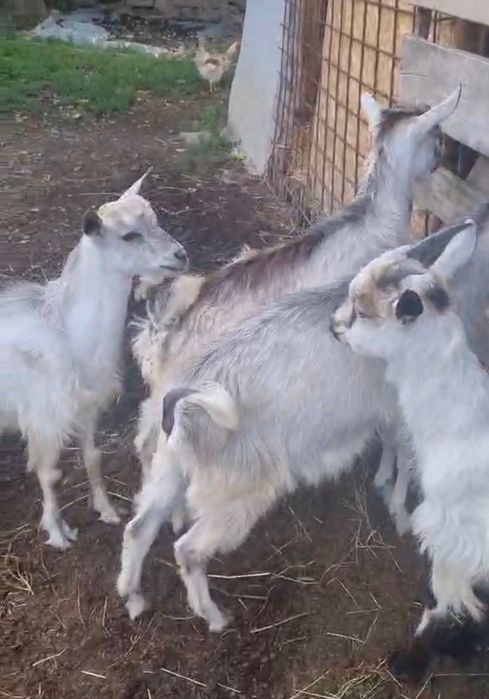 Animale de vânzare iezi de capră pentru tăiat foarte grași și buni la rotisor.