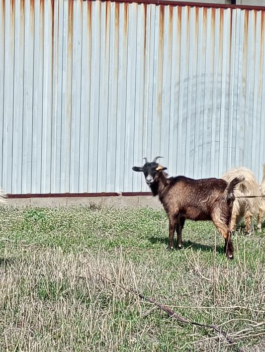 Альпиские породы
