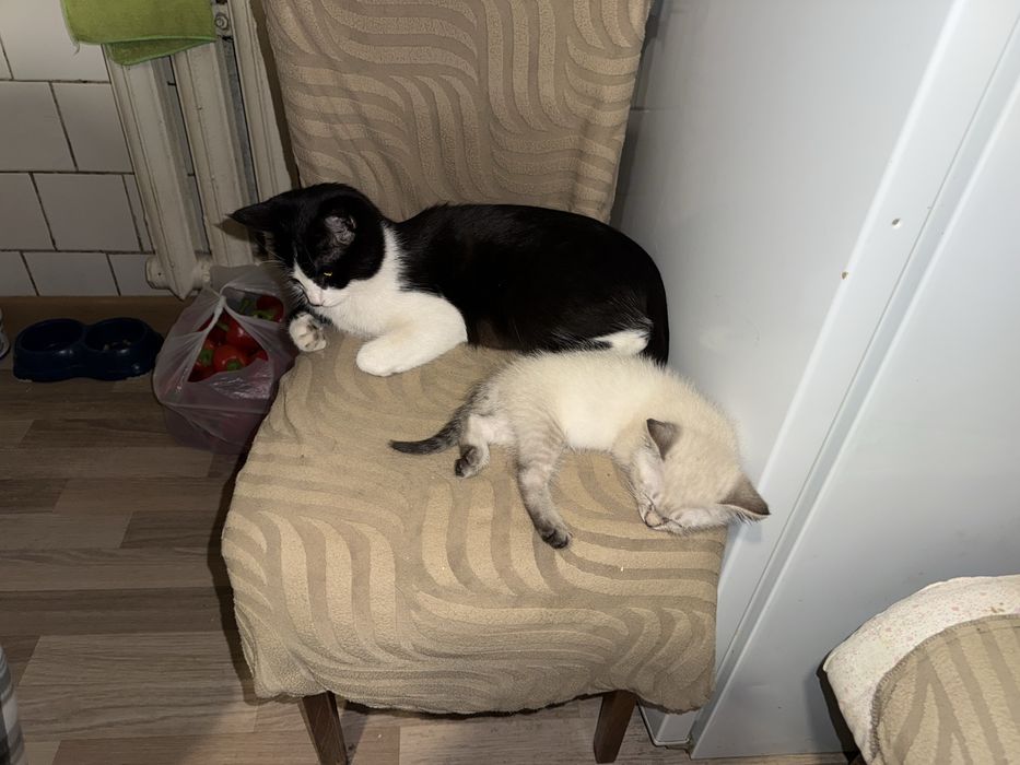 Отдаём котёнка в добрые руки