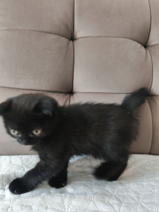 Продам двух вислоухих котят.