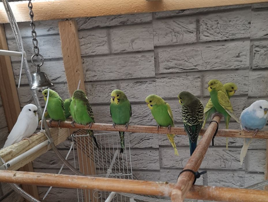 Peruși pui și adulti