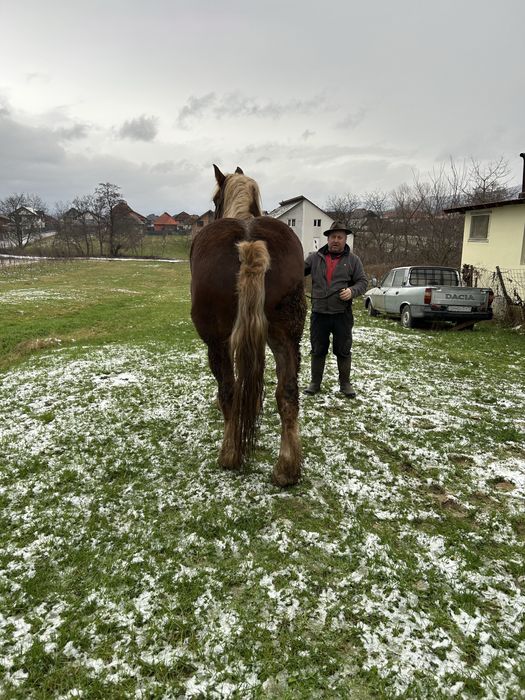 De vanzare cal cuminte