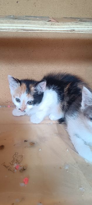 Котята ждут своих хозяев