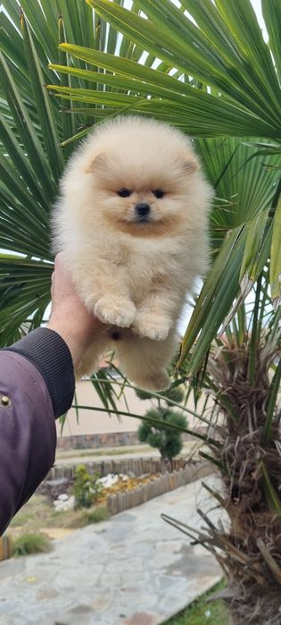 Померан мини мини