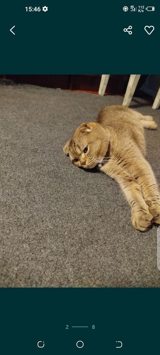 Кошка скотииш  фолд