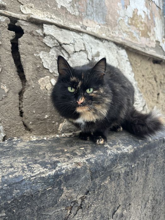 Кошечка 7-8 месяцев