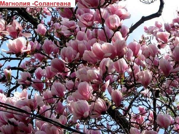 Магнолия - Magnolia НАЛИЧНИ 21 ВИДА Студоустoйчиви