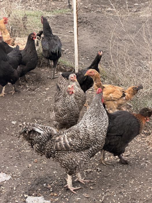 Продам красивых курей петухов