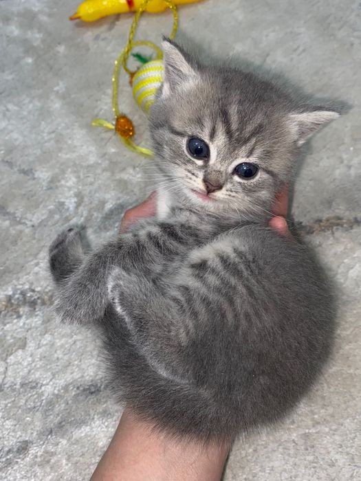 Продам котят в хорошие руки