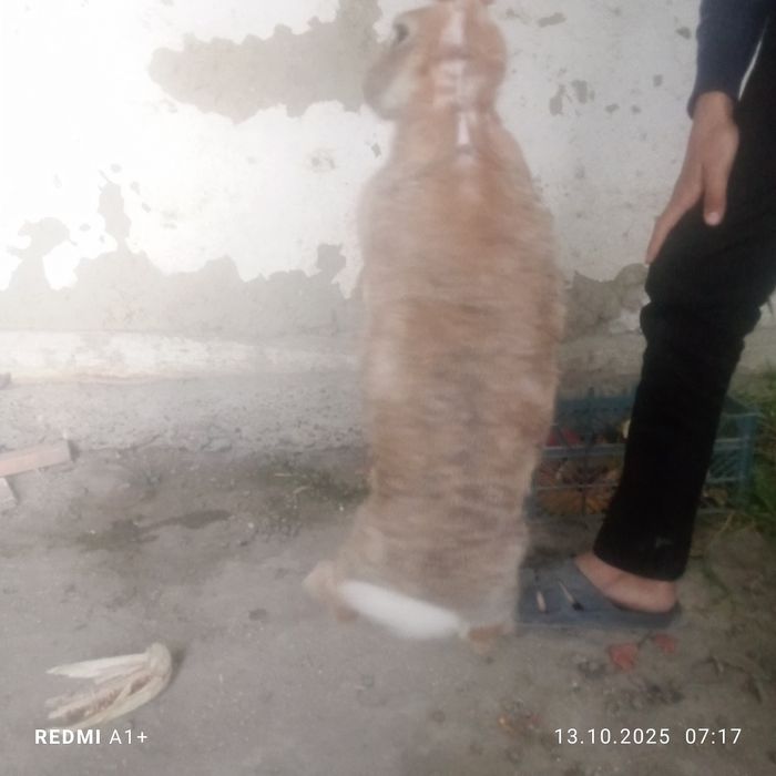 Куйонлар сотилади