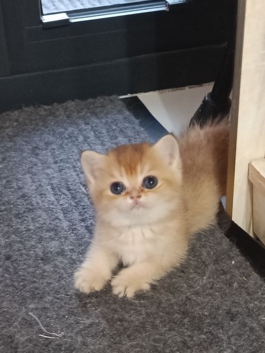 Британские котята