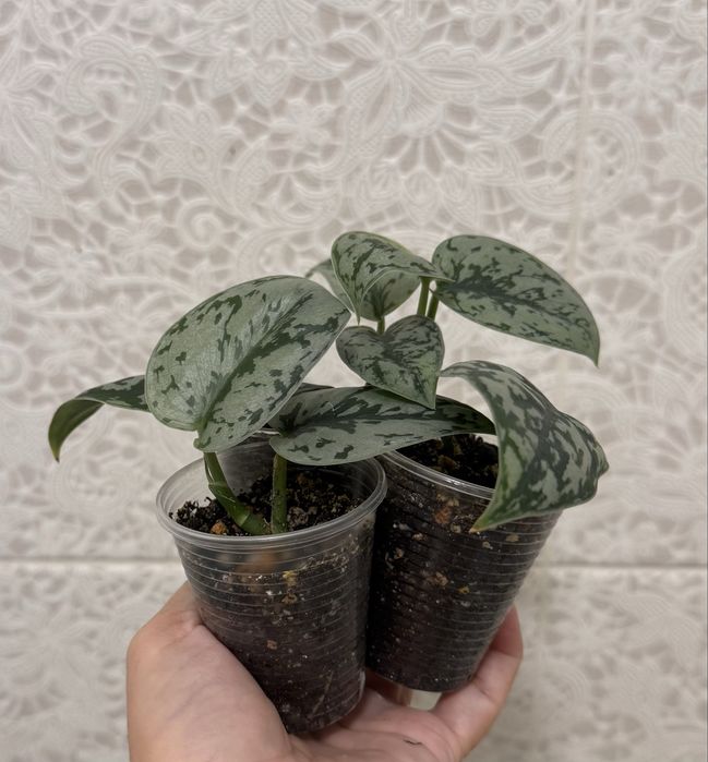 Сциндапсус Сильвер леди! Эпипремнум! Комнатные цветы!