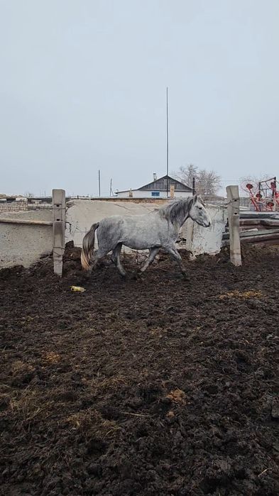 Айгырлар сатылады