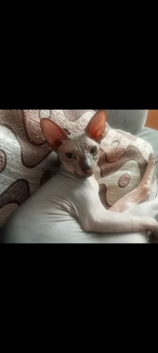 Свинкс порода колчук