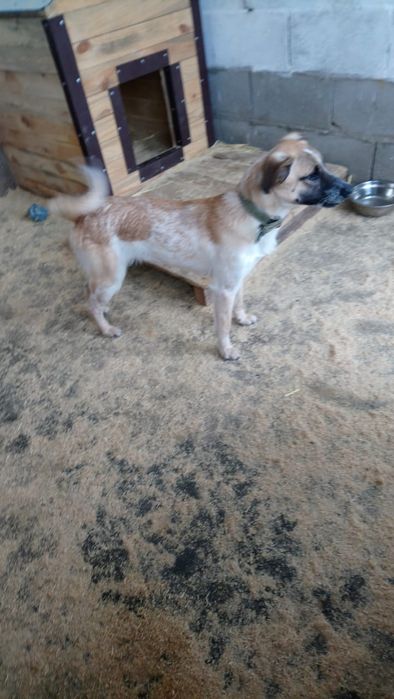 Молодая собака в добрые руки