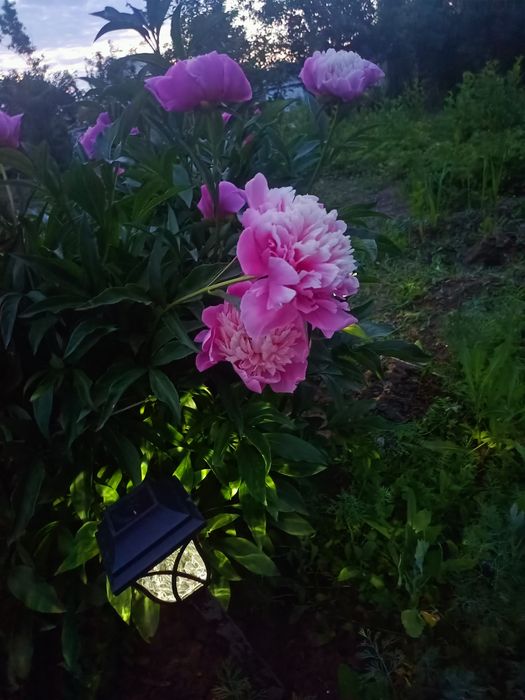 Продам саженцы пионов