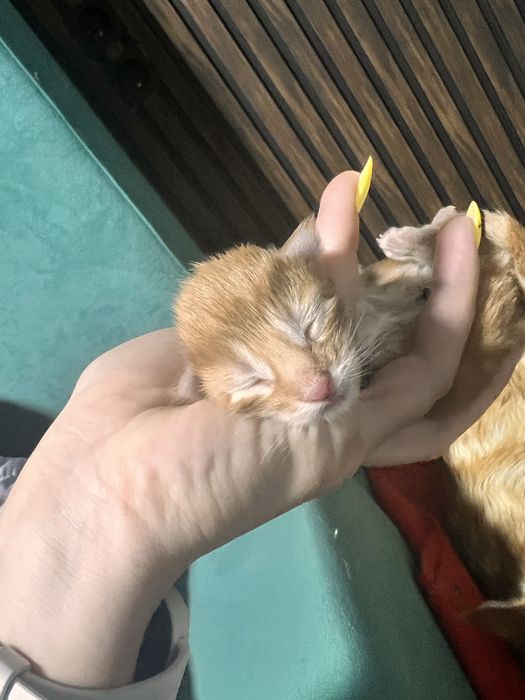 Мейн Кун котята рыжие