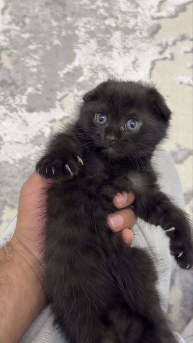 Продаются котята шотландские фолды