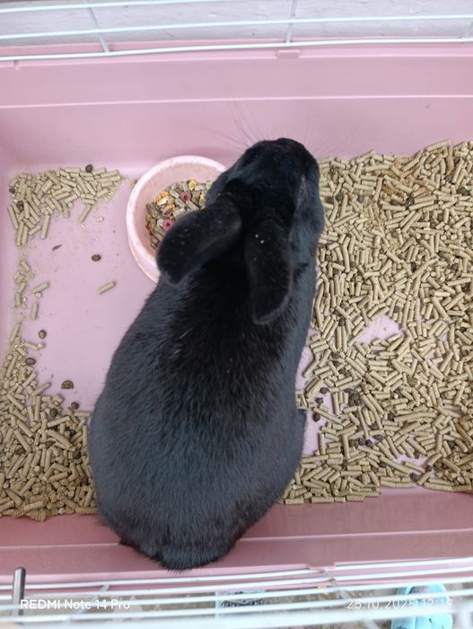 Продаются кролики