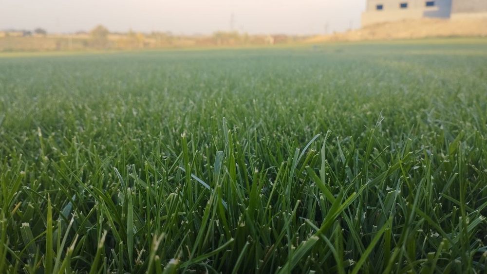 Газоны  зелёный зона !