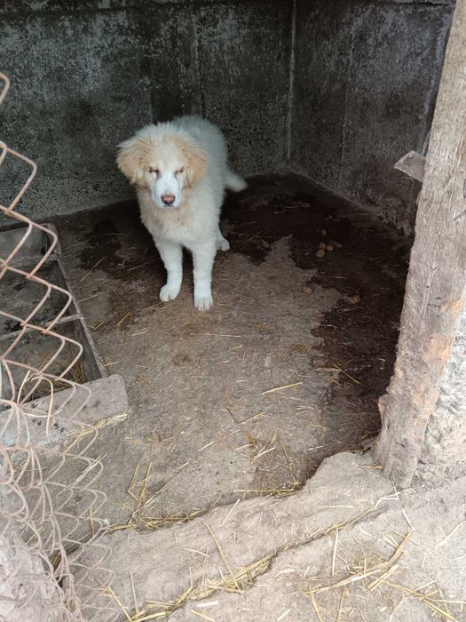 Мъжко и женско - кучета на пет месеца