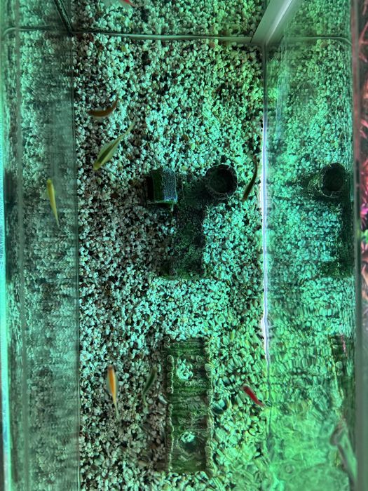 Продам аквариум с рыбками