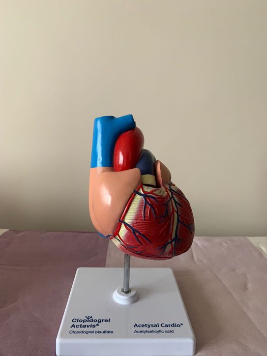 Анатомичен модел на сърце