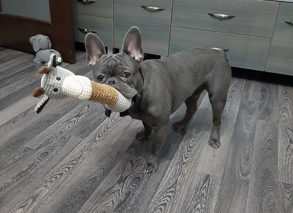 Cazare animale de companie