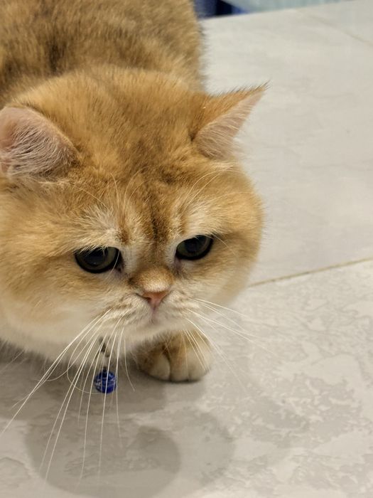 Кот на  вязку привазной кот  на вязку