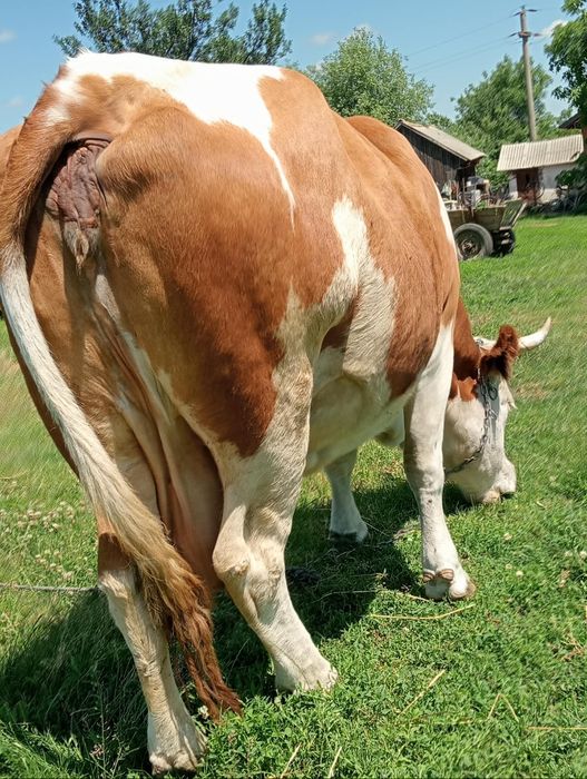 Vaca gestanta de vanzare