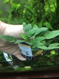 Plante easy-pesti
