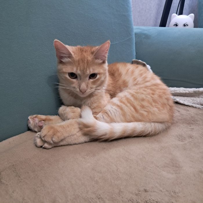 Кошка отдадим в хорошие руки