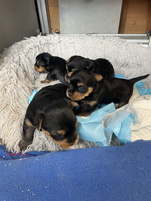 Frumosi si jucausi !!!disponibili