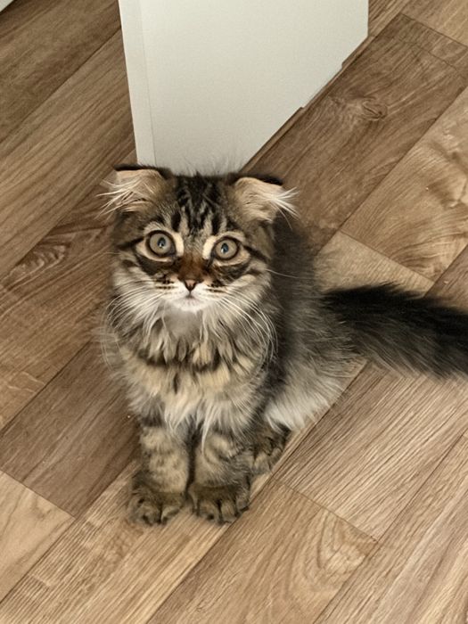 продам породистых котят