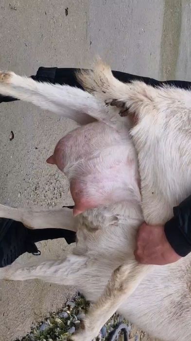 Коза ешкі Коза ешкі