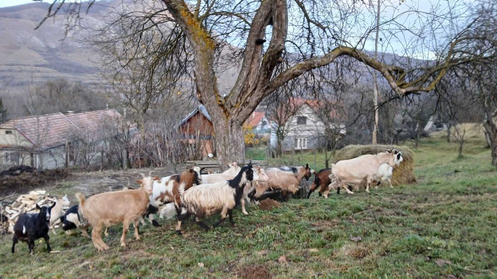 Vând capre cu iezi – 700 lei