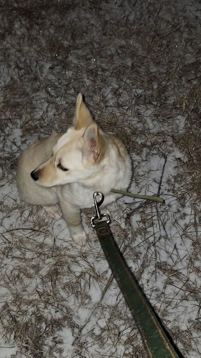 Ищем дом для девочки