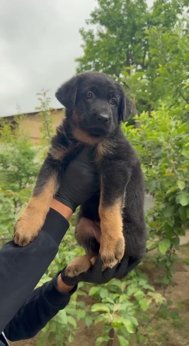 Шенки немецких овчарок