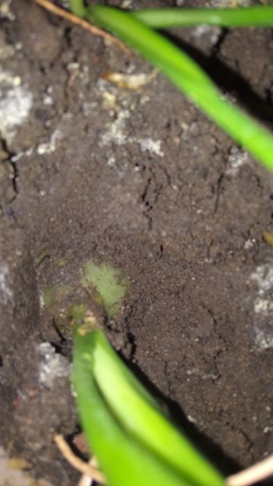 Индийский / китайский  лук