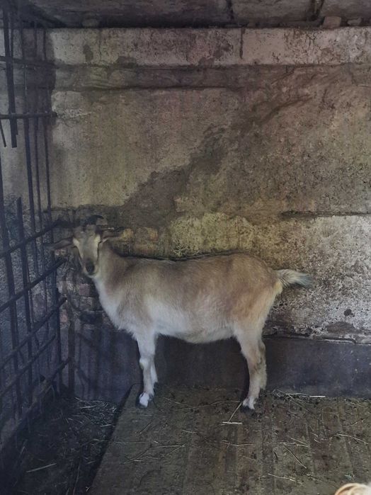 Продаются козлята альпачехи