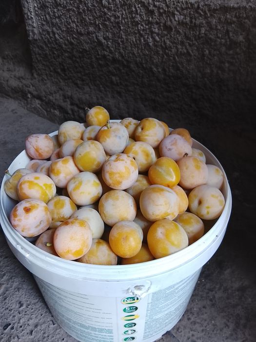 Продам сливу домашнюю
