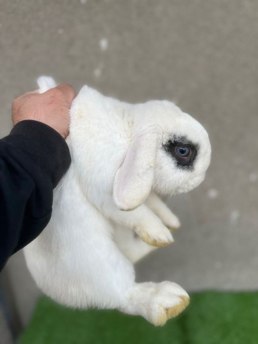 Карлик баран қуёнлар