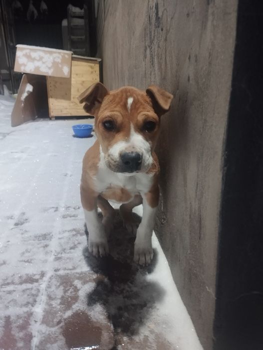 Продам щенок питбуль