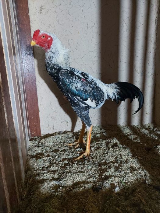 Avgusta chiqan juja sotiladi