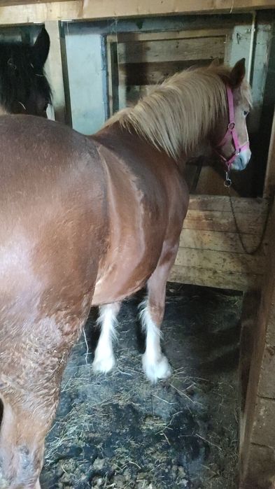 De vânzare manza de 1,7 luni și mânz de 7 luni