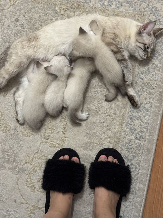 Хорошинькие котята