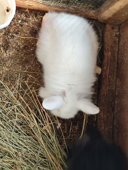 Vînd iepurași pitici.